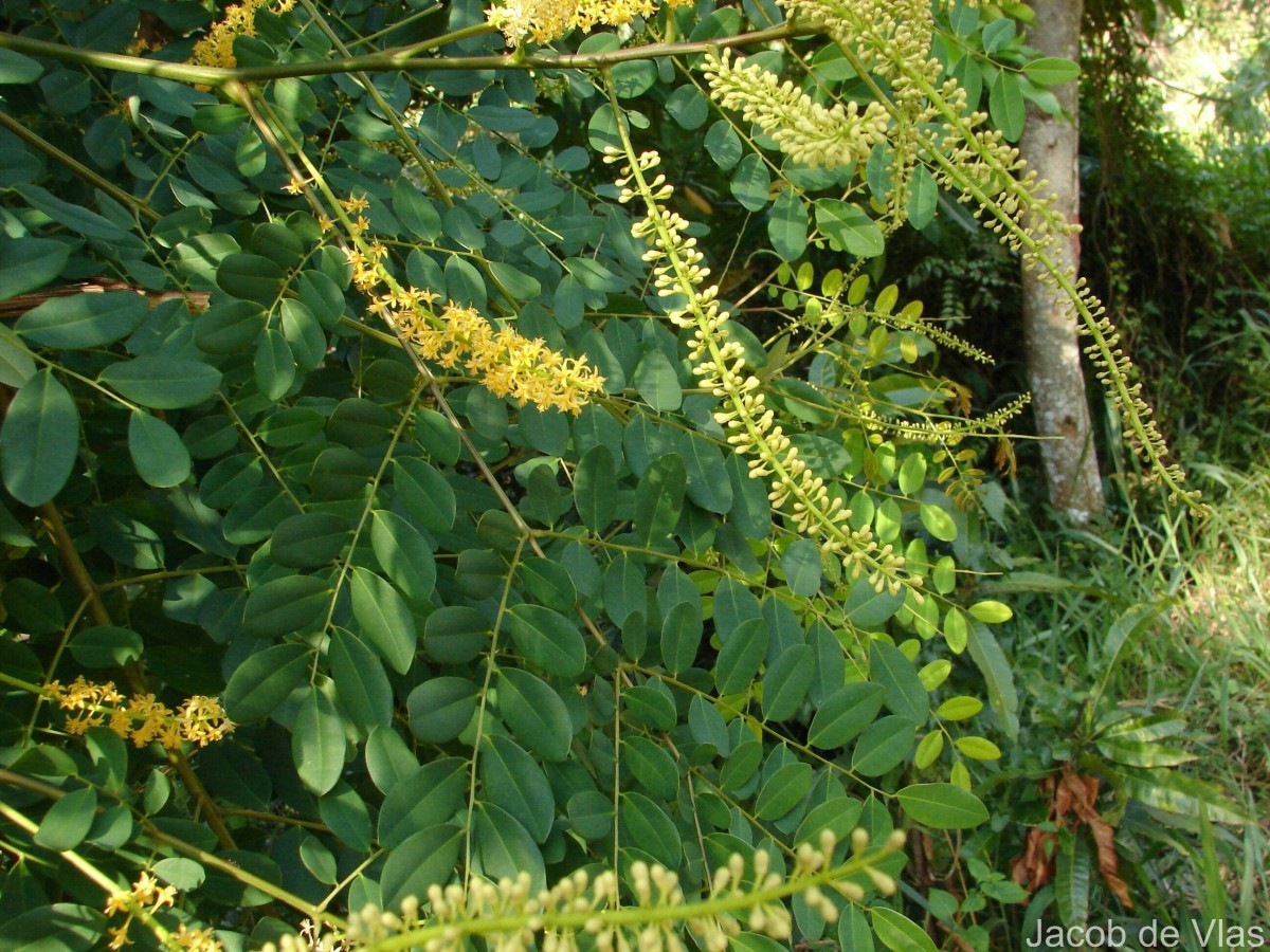 Adenanthera pavonina L.